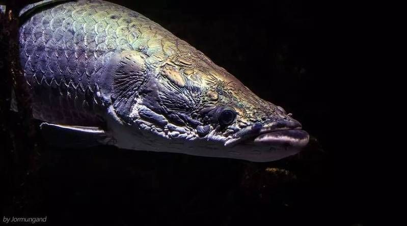 巨骨舌魚(yú)2cm什么樣