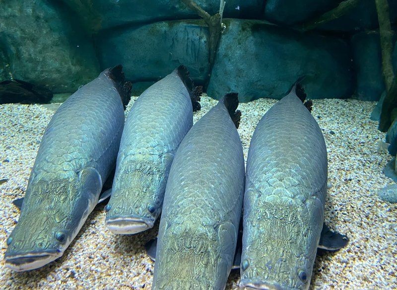 巨骨舌魚(yú)2cm什么樣