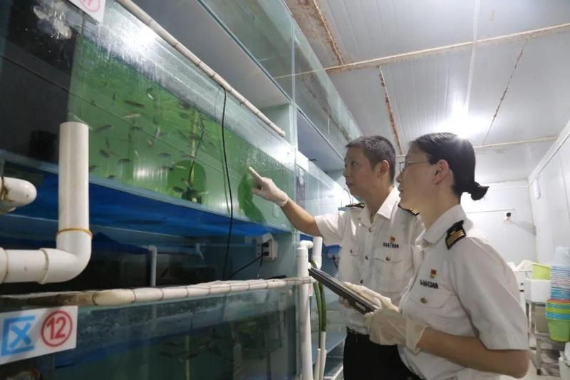 巨骨舌魚(yú)2cm什么樣