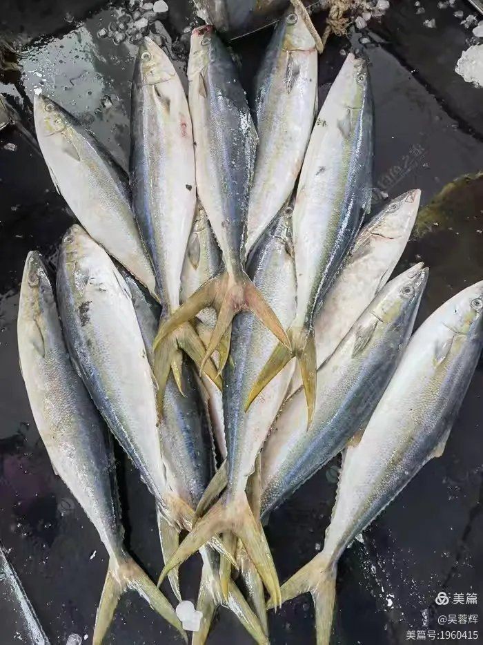 拉倫魚屬于什么檔次