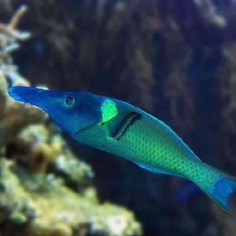拉倫魚屬于什么檔次