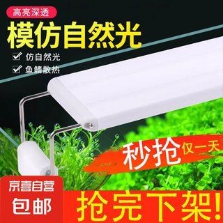吉印燈養水草最忌三種水果