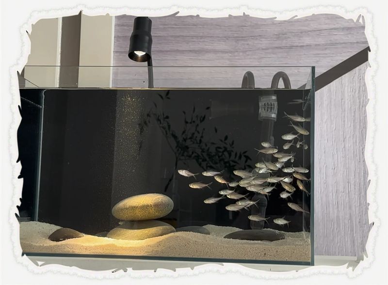 麗水魚缸店
