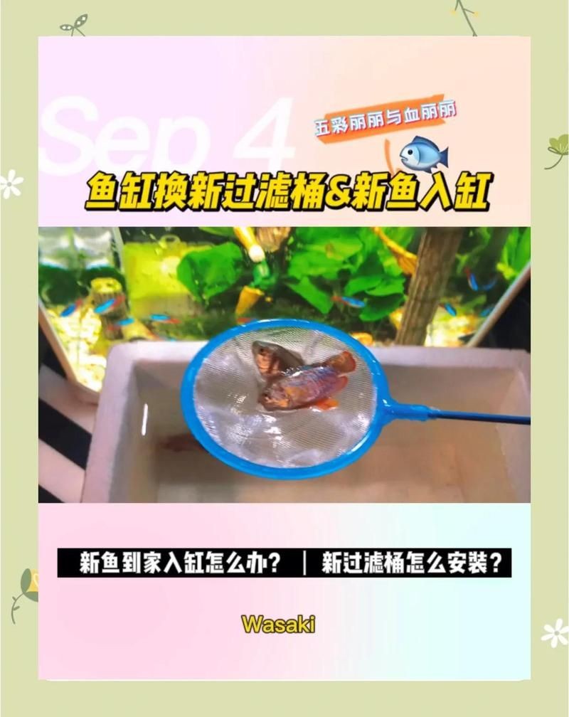 麗水魚缸店
