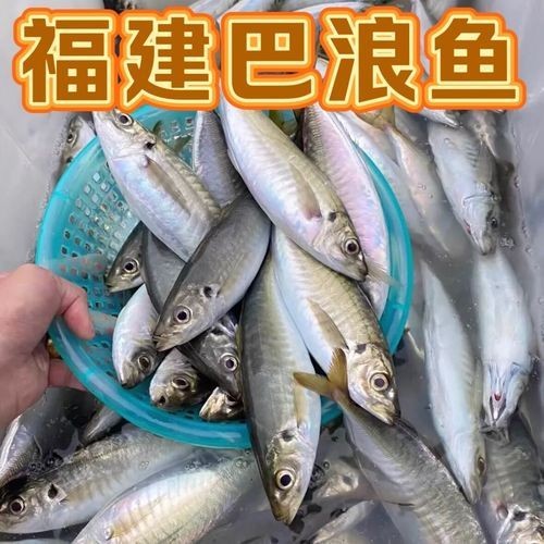 海刀魚圖片