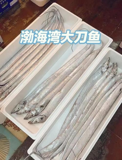 海刀魚圖片