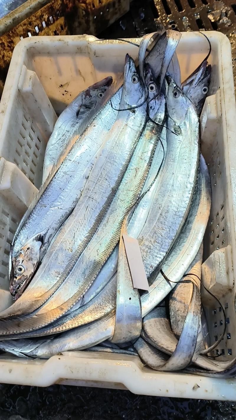 海刀魚圖片