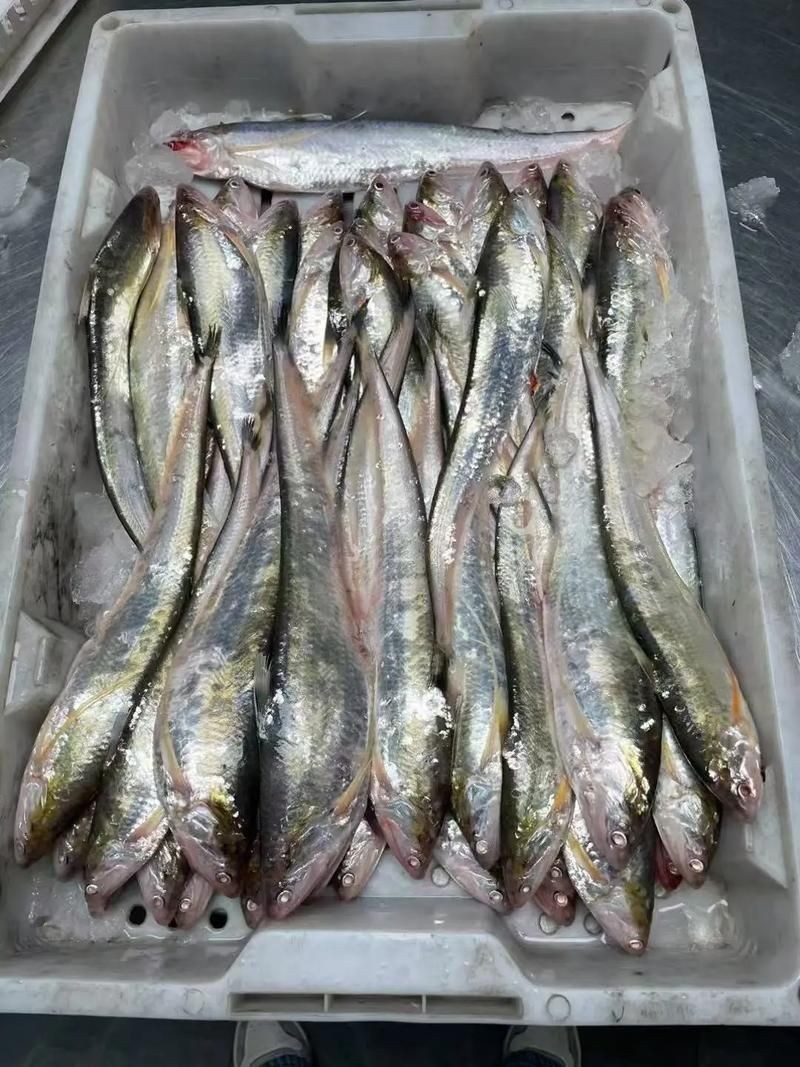 海刀魚圖片