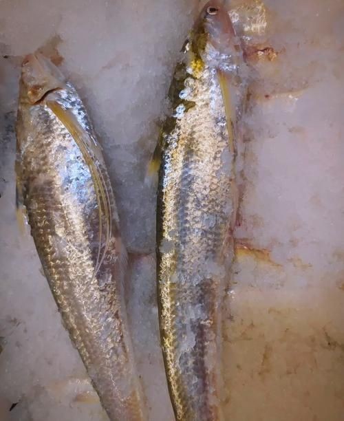 海刀魚圖片