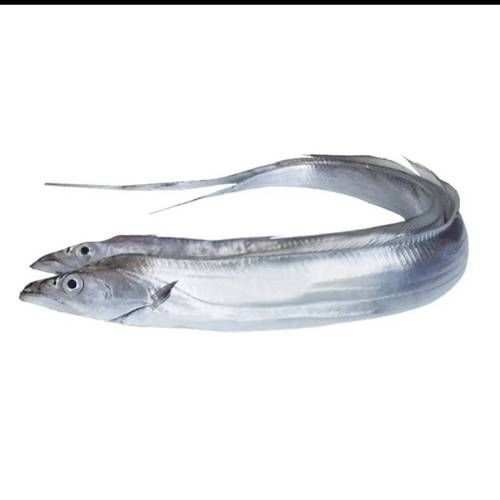 海刀魚圖片