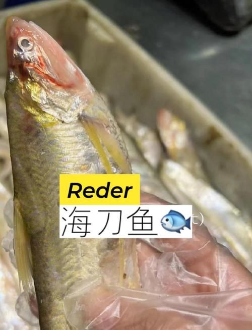 海刀魚圖片
