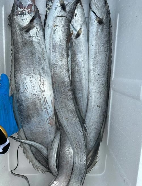 海刀魚圖片