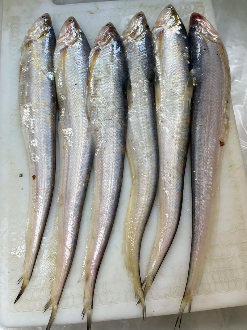 海刀魚圖片