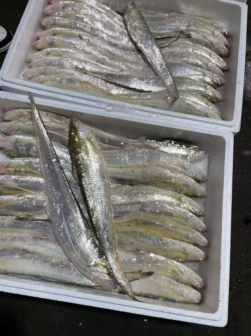 海刀魚圖片