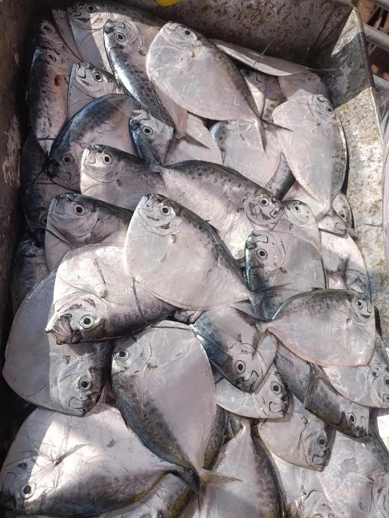海刀魚圖片