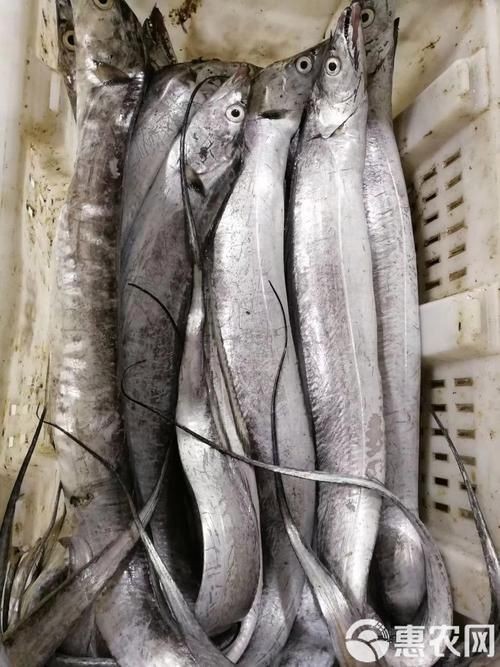 海刀魚圖片