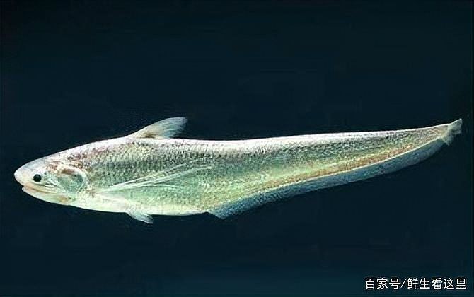 海刀魚圖片