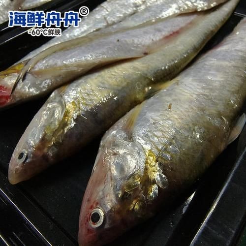 海刀魚圖片