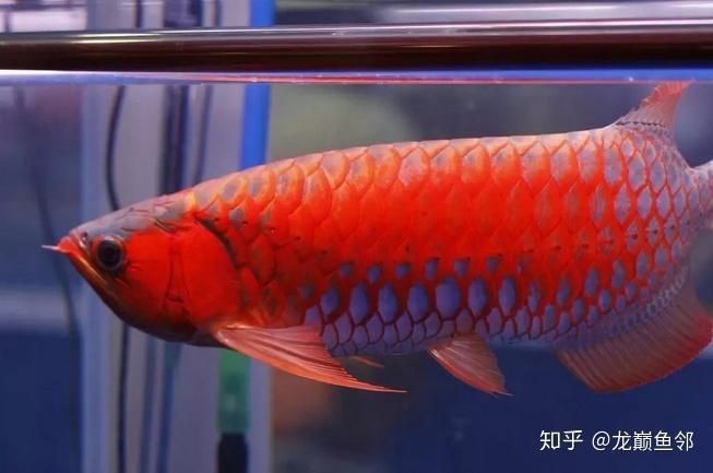 紅龍魚最不值錢三種魚