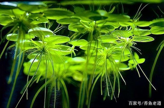 河里的天然濾材