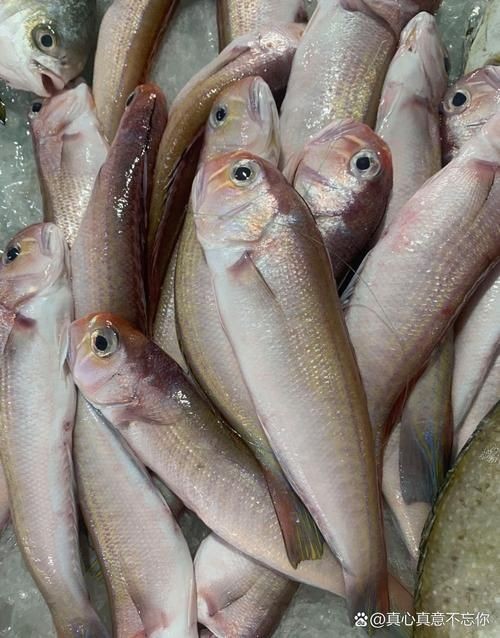 和尚頭魚圖片 全國水族館企業名錄 第1張 和尚頭魚圖片 和尚頭魚圖片 全國水族館企業名錄 第1張