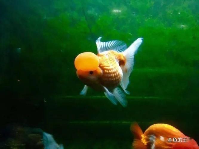 和尚頭魚圖片 全國水族館企業名錄 第24張 和尚頭魚圖片 和尚頭魚圖片 全國水族館企業名錄 第24張