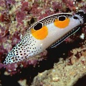 和尚頭魚圖片 全國水族館企業名錄 第28張 和尚頭魚圖片 和尚頭魚圖片 全國水族館企業名錄 第28張