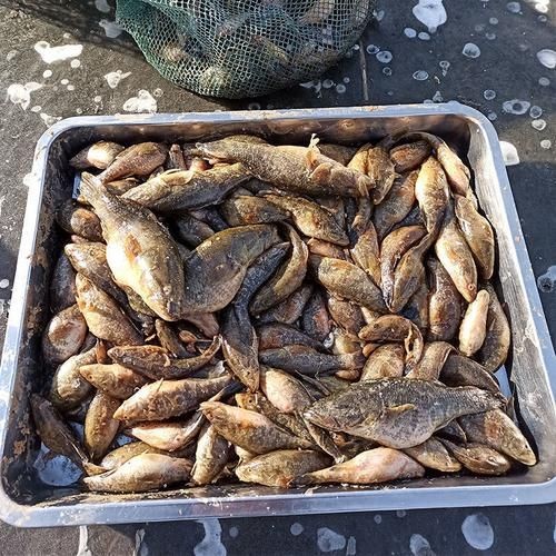 和尚頭魚圖片 全國水族館企業名錄 第19張 和尚頭魚圖片 和尚頭魚圖片 全國水族館企業名錄 第19張