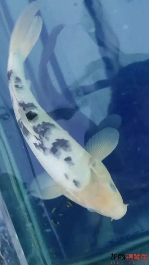 和尚頭魚圖片 全國水族館企業名錄 第22張 和尚頭魚圖片 和尚頭魚圖片 全國水族館企業名錄 第22張