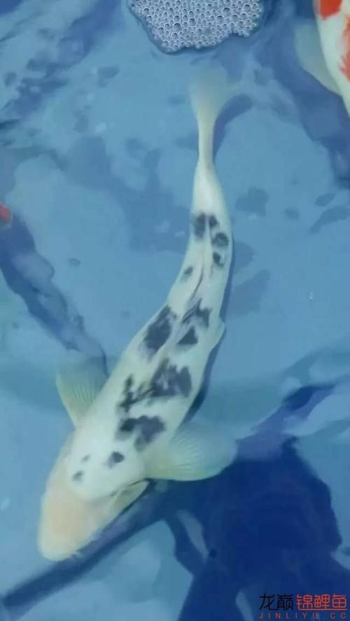 和尚頭魚圖片 全國水族館企業名錄 第20張 和尚頭魚圖片 和尚頭魚圖片 全國水族館企業名錄 第20張