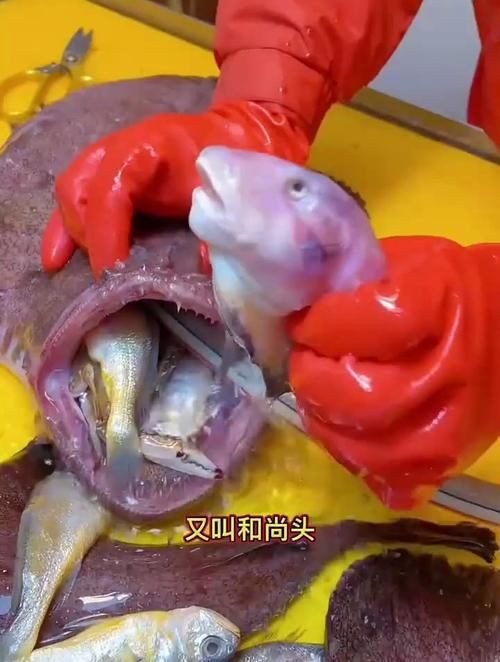 和尚頭魚圖片 全國水族館企業名錄 第17張 和尚頭魚圖片 和尚頭魚圖片 全國水族館企業名錄 第17張