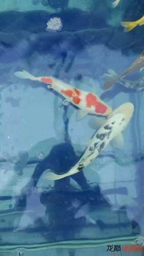 和尚頭魚圖片 全國水族館企業名錄 第25張 和尚頭魚圖片 和尚頭魚圖片 全國水族館企業名錄 第25張