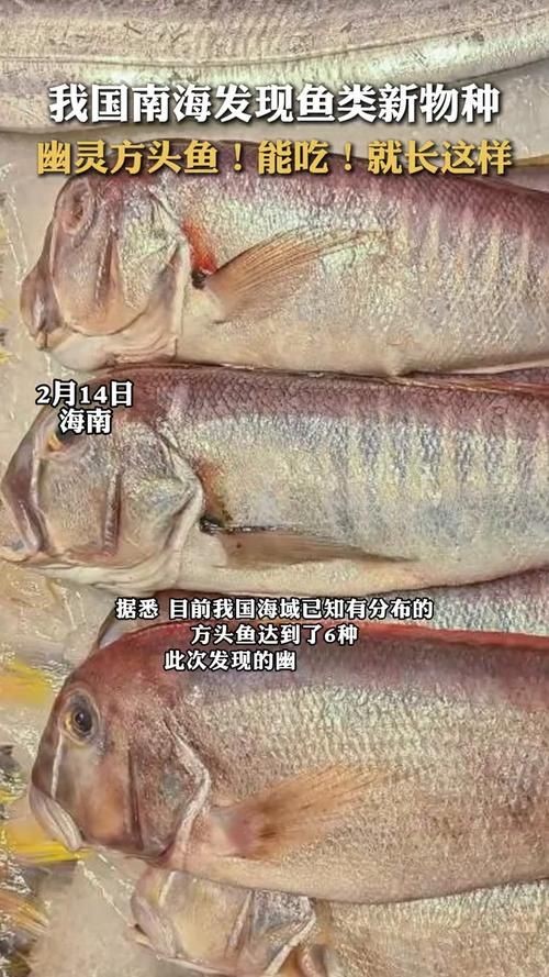 和尚頭魚圖片 全國水族館企業名錄 第16張 和尚頭魚圖片 和尚頭魚圖片 全國水族館企業名錄 第16張