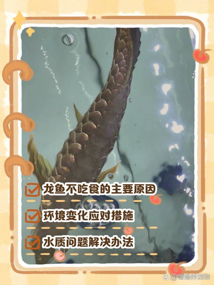 夏天龍魚不吃食
