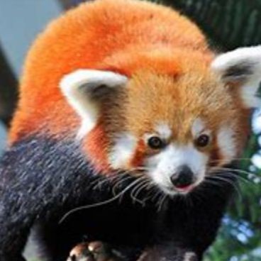 海毆316機芯是雜牌還是名牌