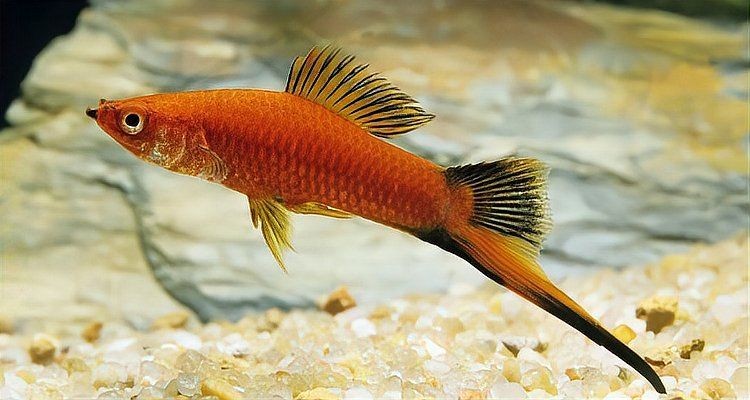 剛下的紅箭小魚怎么養