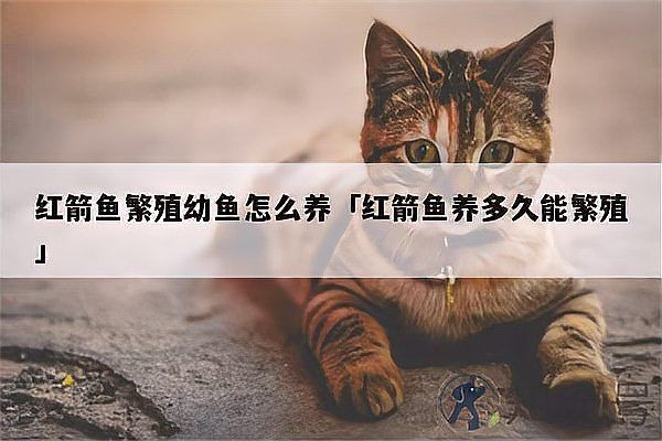 剛下的紅箭小魚怎么養