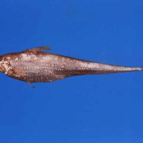 廣東鱭魚