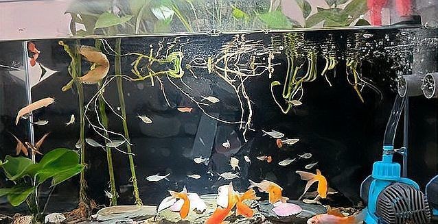 久鼎水族魚缸最忌三個東西