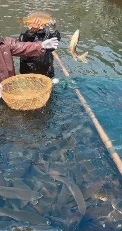 養(yǎng)魚的果報太強了
