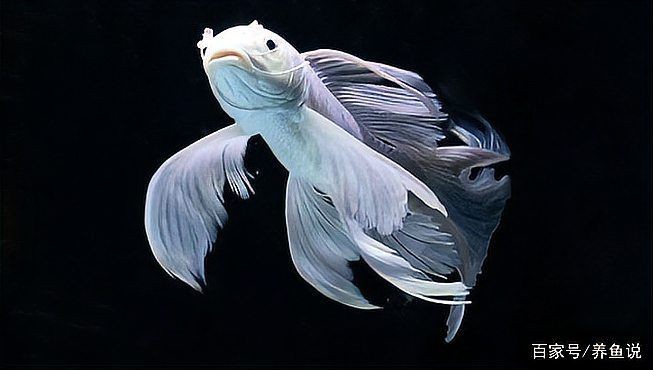 假白錦鯉魚(yú)最經(jīng)典十句話