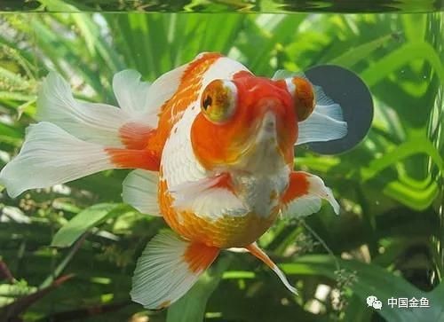 為什么養蝶尾的人少了
