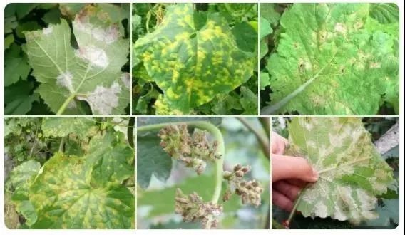 真菌細(xì)菌區(qū)分口訣