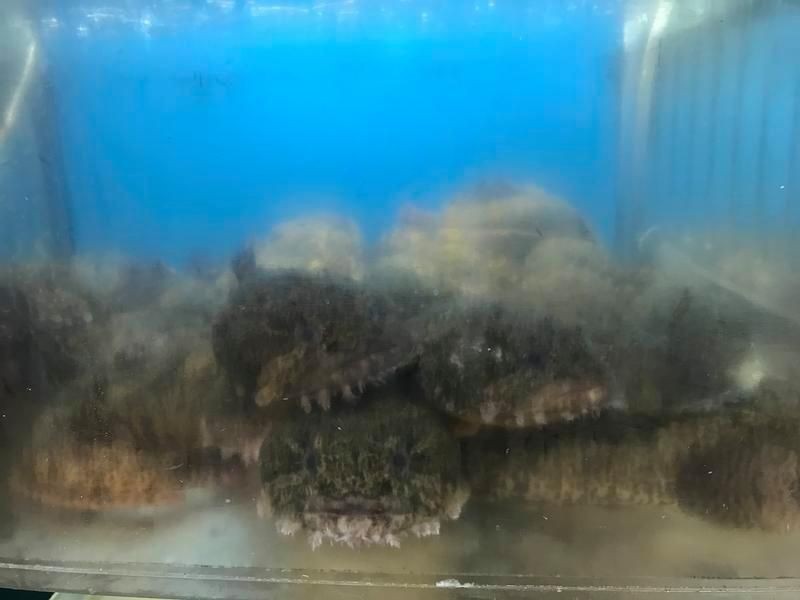 和尚魚最簡單三個步驟