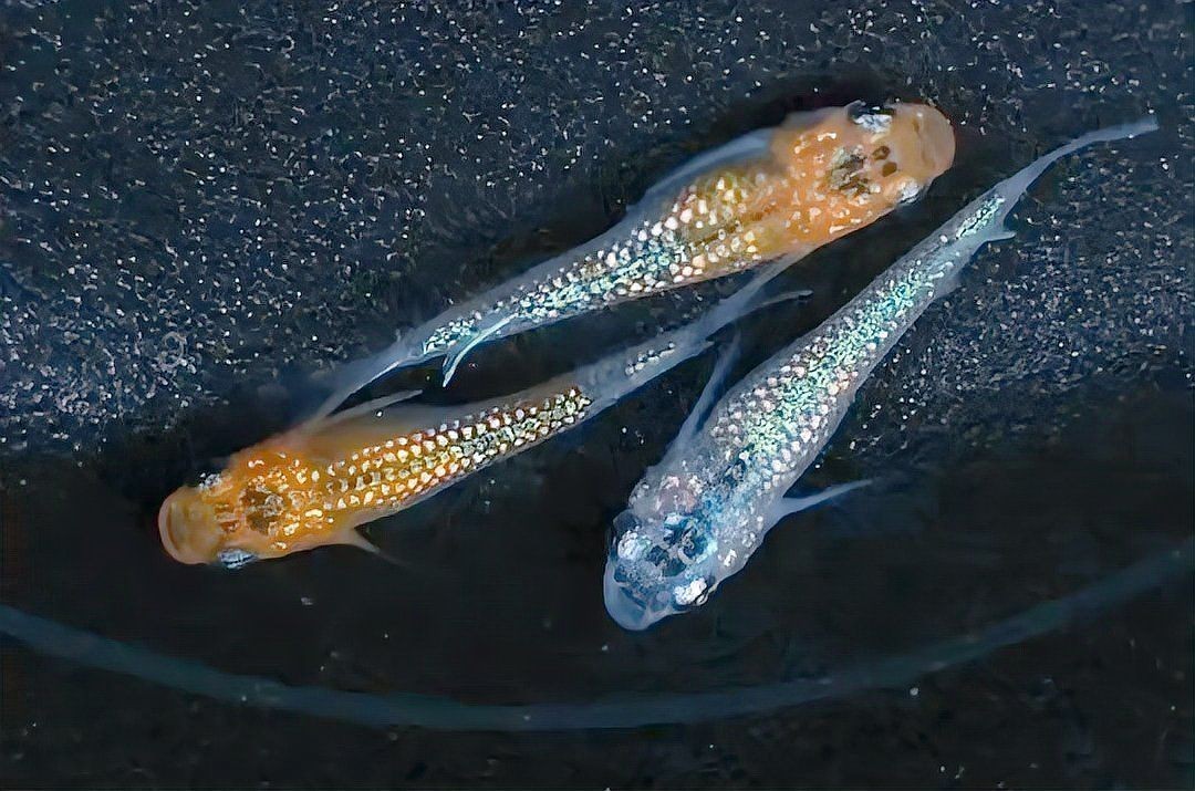 家里養觀背青鳉吉利嗎