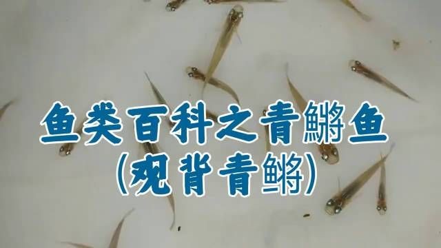 家里養觀背青鳉吉利嗎