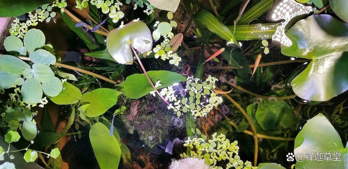家里養觀背青鳉吉利嗎