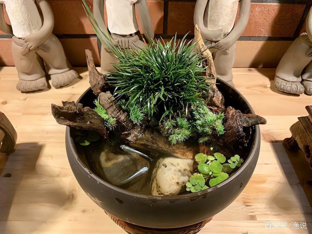 家里養觀背青鳉吉利嗎