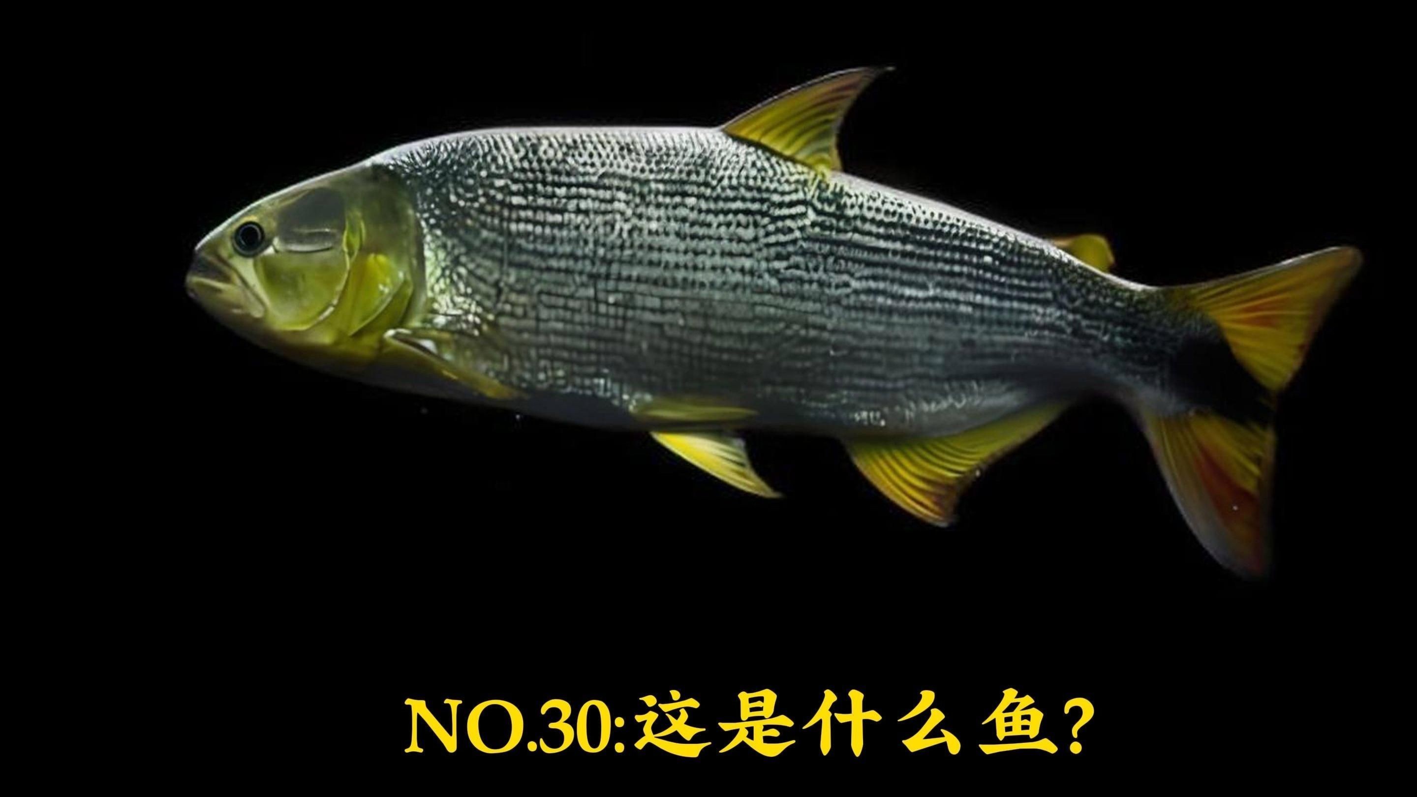 河虎和黃金猛魚哪個好