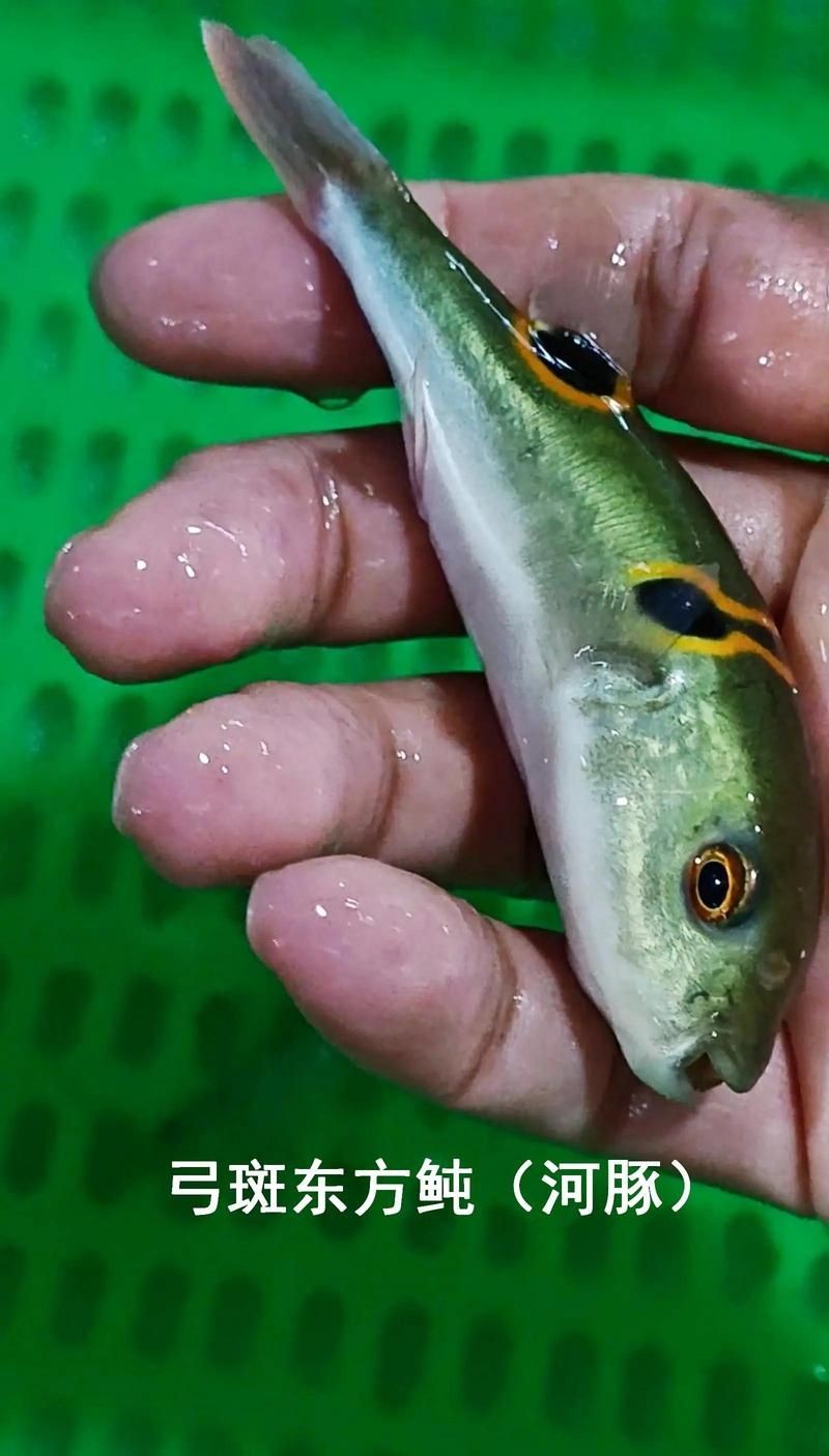 廣東淡水魚種類大全